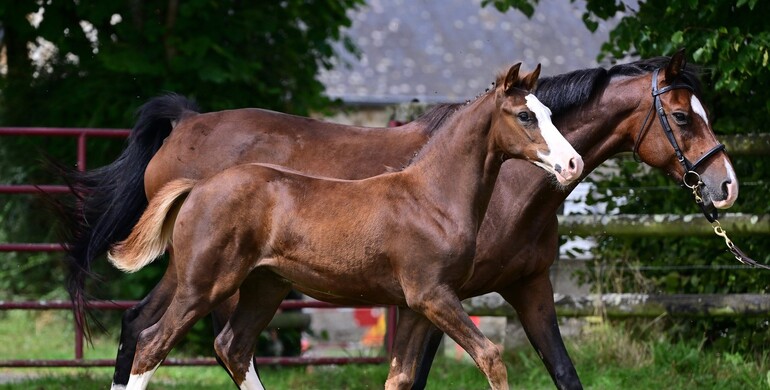A sure value, in other words…. Haras de Brullemail Auction! - on Equinia.com from October 14th till 16th
