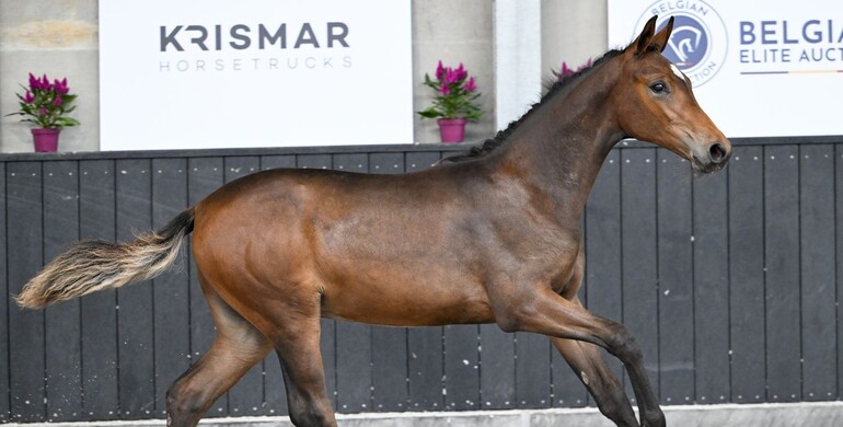 Belgian Elite Auction impresses with amazing October collection