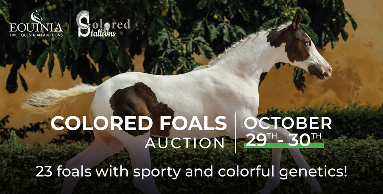 Equinia's Colored Foal Auction: October 29-30, 2023 - A colorful online showcase of special colored foals!