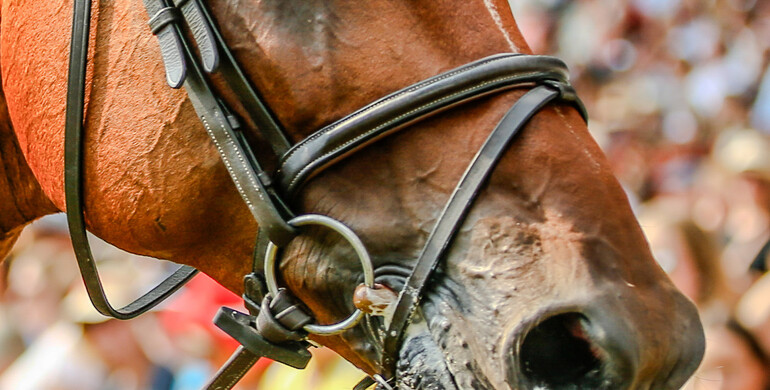 Feedback on the FEI tack rules: “Horse welfare cannot wait until the next revision”