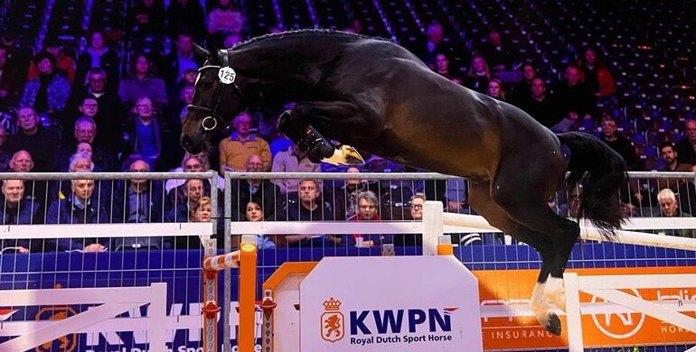 Lots of variety in November auction of Dutch Horse Trading