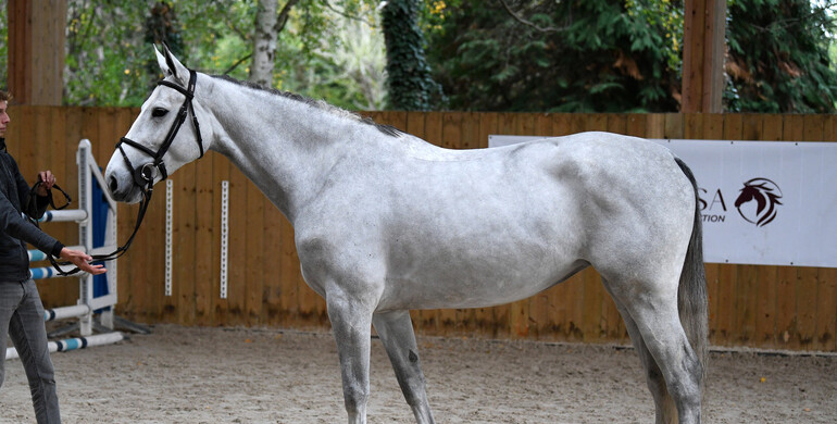 Equinia's Cherisa Sport Horse Auction - Online auction on November 25th-27th