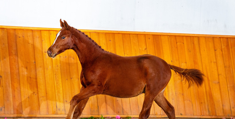 Introducing the Scuderia SA Auction: The future olympians – Embryos and foals