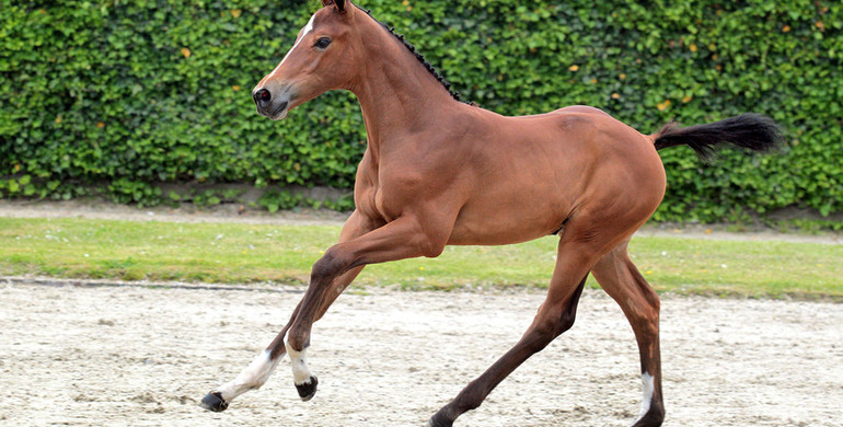 Advertisement; Top Quality horses at De Wolden  Summer Sale