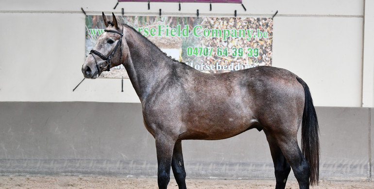 Hippochamp Youngsters Auction offers 23 young horses between 2 and 4 years old