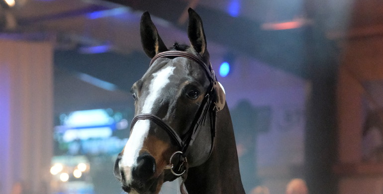 Cornet Obolensky son hits the one million mark at Holger Hetzel’s 18th International Sport Horse Sales