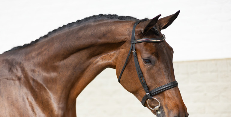 Discover the future of equestrian sports at Paardenveilingonline