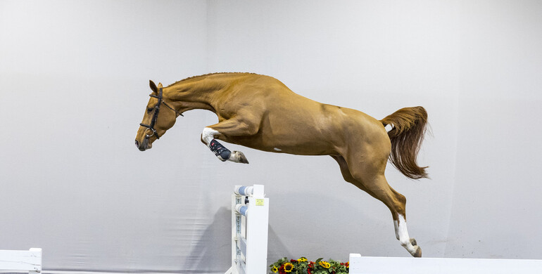 Quality takes precedence in new collection HX Auctions