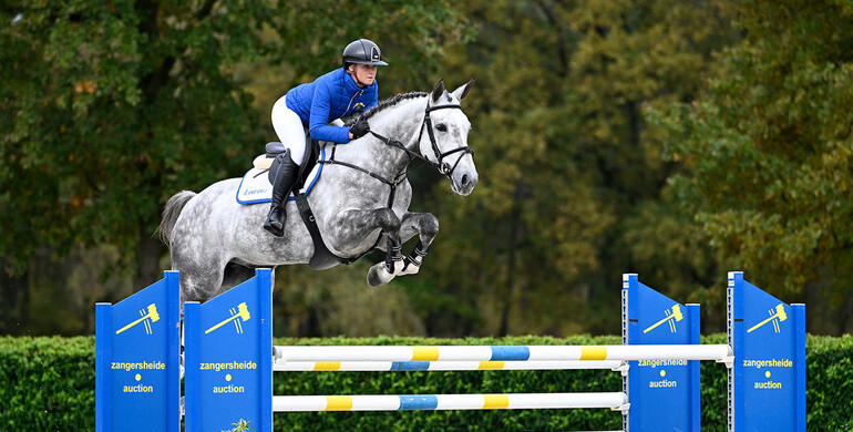 Zangersheide Online Auction: Get ready for the Young Horses selection!