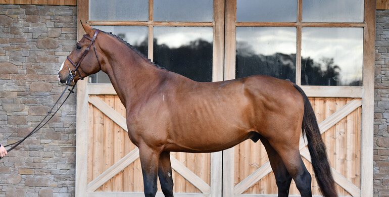Haras De Semilly proudly presents their first auction, from December 26th to 28th, hosted on Equinia.com!