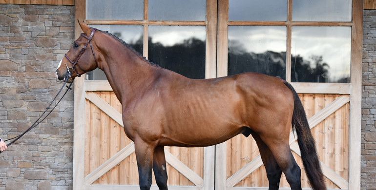 Haras De Semilly proudly presents their first auction, from December 26th to 28th, hosted on Equinia.com!