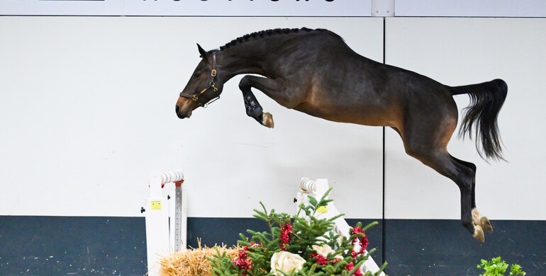 Christmas present worthy quality in December collection of SLF Horse Auctions