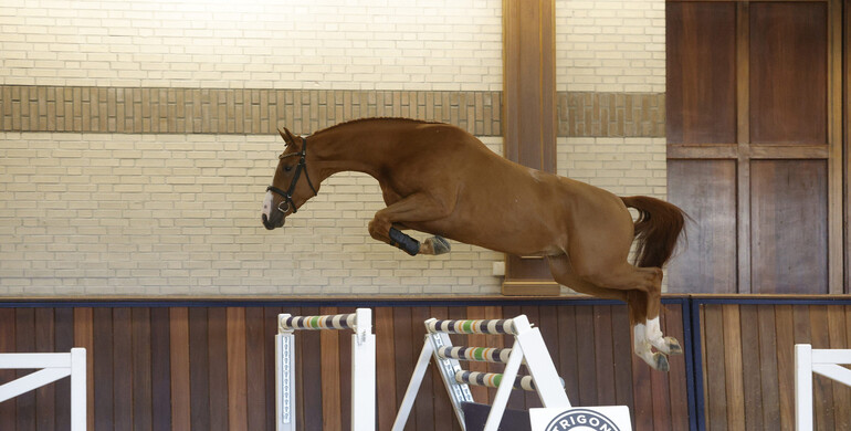 Trigon Auction ends the year with 16 young talents!