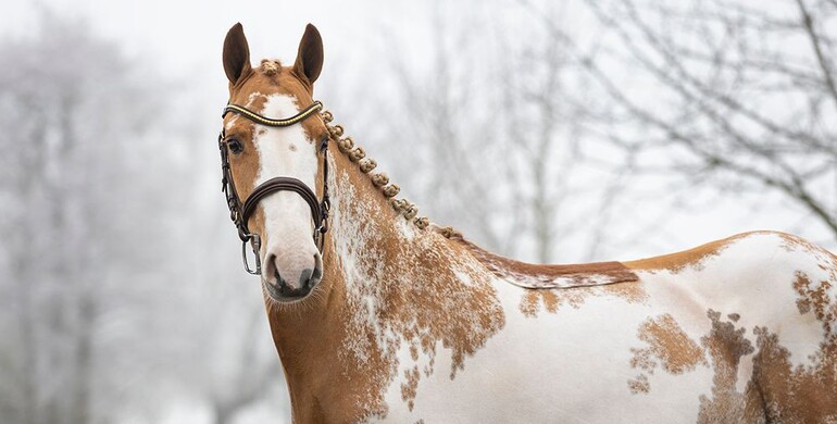 It’s Christmas every month in Dutch Horse Trading