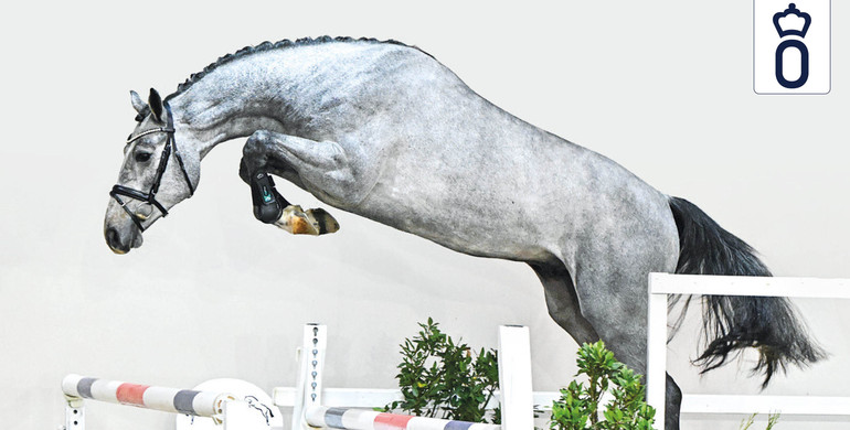 Oldenburg Stallion Licensing 2024: Focus on jumping prospects