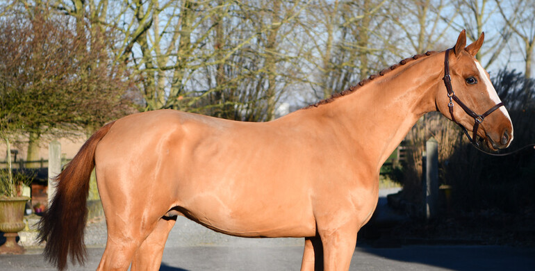 Ecaussinnes Primeurs Auction: February 4-5th on Equinia.com