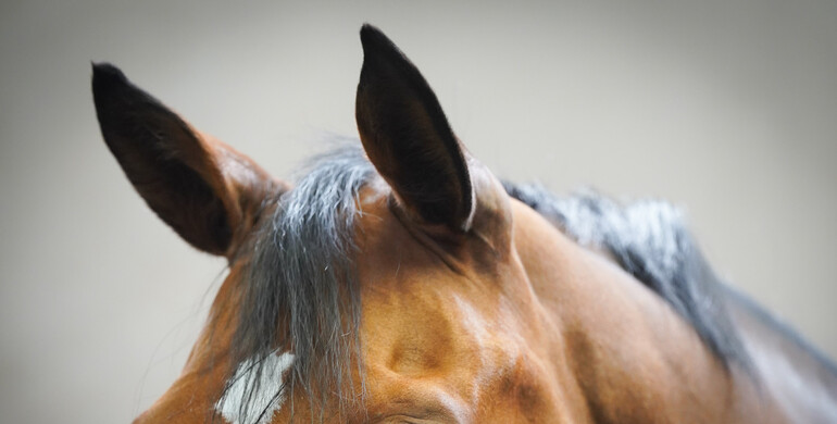 FEI Board pledges CHF 1 million to deliver new Equine Welfare Strategy Action Plan