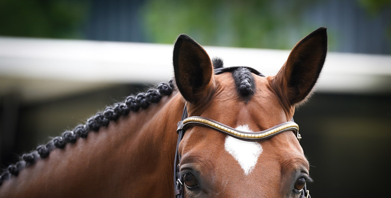 This weekend's CSI2* Grand Prix winners
