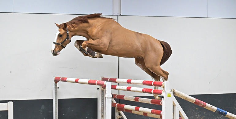 Competitive 7- and 8-year-old jumpers in collection of Dutch Horse Trading