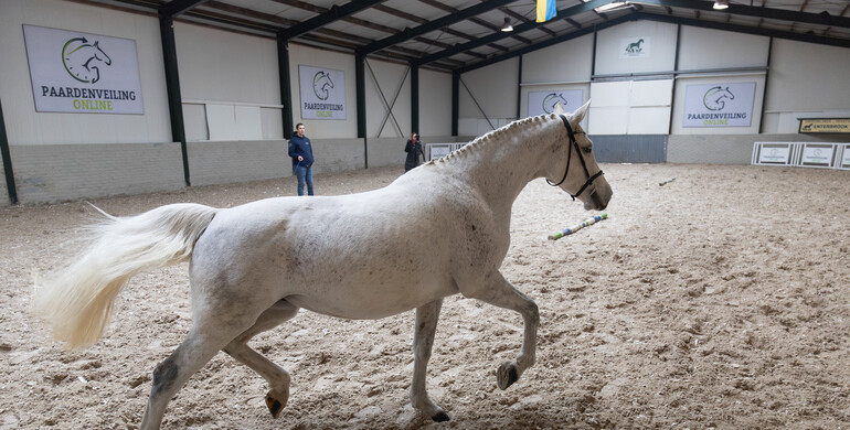 Acquire top quality: Pregnant broodmares and exclusive embryos at Paardenveilingonline.com
