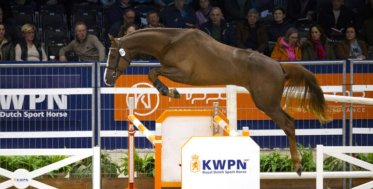 KWPN selected & Zangersheide approved Like Ermitage WS KCX to Waaij Stud & Karel Cox Horses