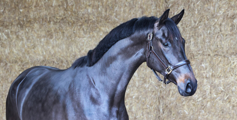 Many experienced jumpers in March collection of Dutch Horse Trading