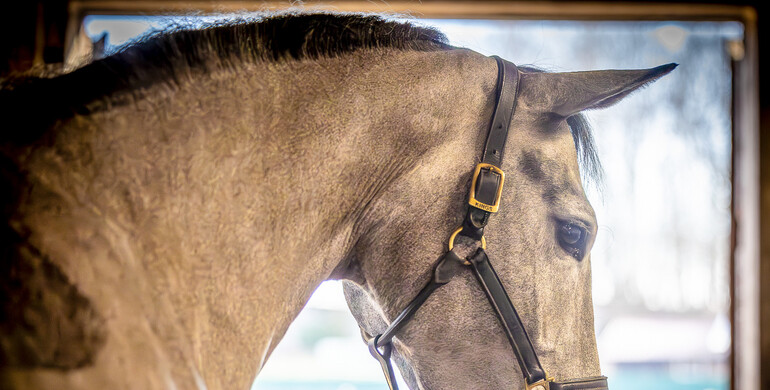 European Equestrian Federation launches survey on horse welfare at home
