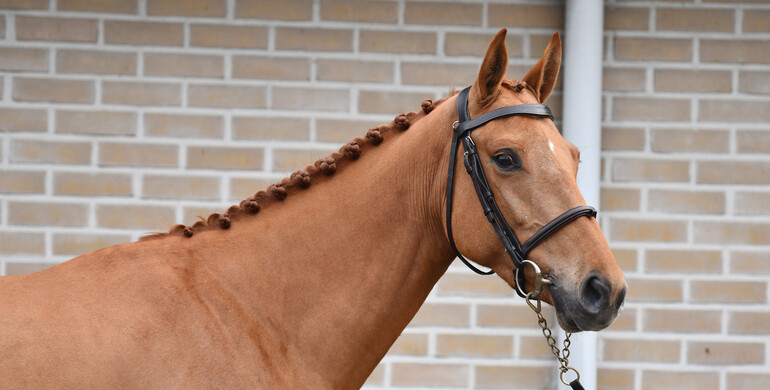 BM Performers Auction - Powered by Equinia.com: March 24-25