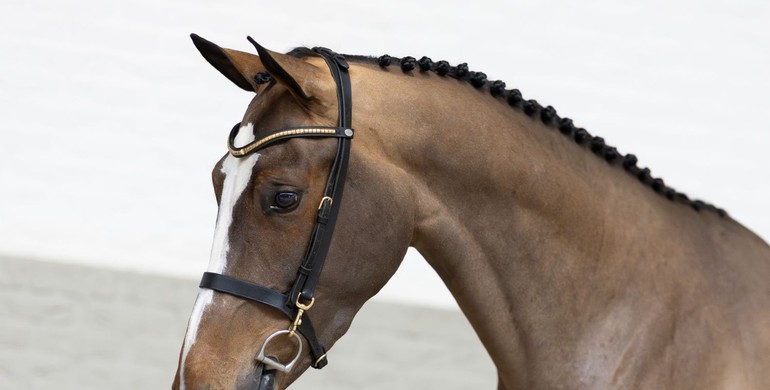 Exceptional collection of young showjumping horses at Paardeveilingonline.com