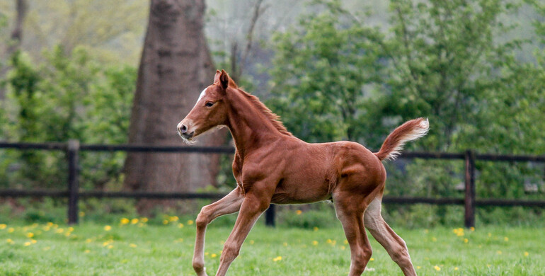FEI and WBFSH acknowledge proposal to further support sport horse breeders