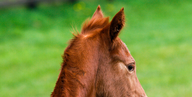 SWB will as of 1 March 2025 no longer allow registration of foals produced with OPU/ICSI