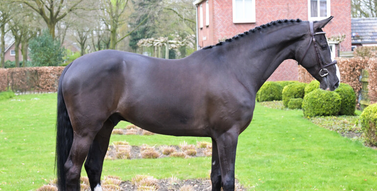 Hunters, eq horses, young talents, and experienced jumpers in April collection of Dutch Horse Trading