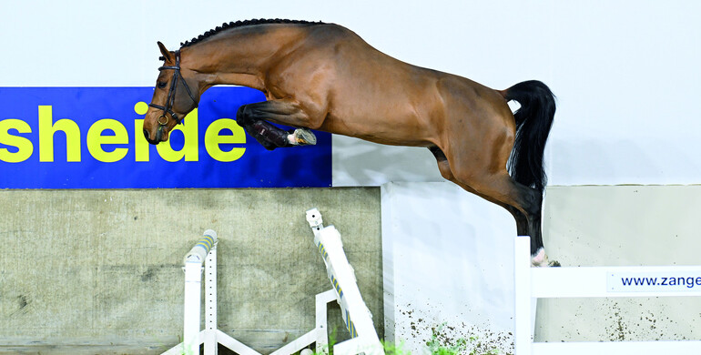 Dourking Hero Z new at Schockemöhle stallion station