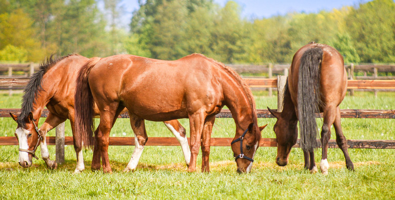 Dr. Emmanuelle Van Erck Westergren: “It's completely counterproductive to systematically deworm horses”