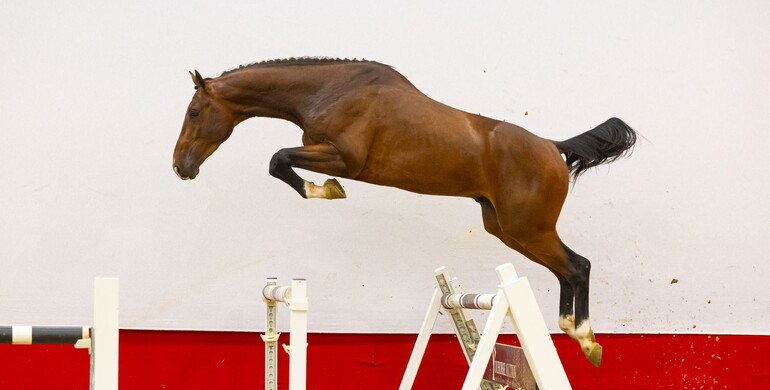 Youhorse.auction closing today and tomorrow