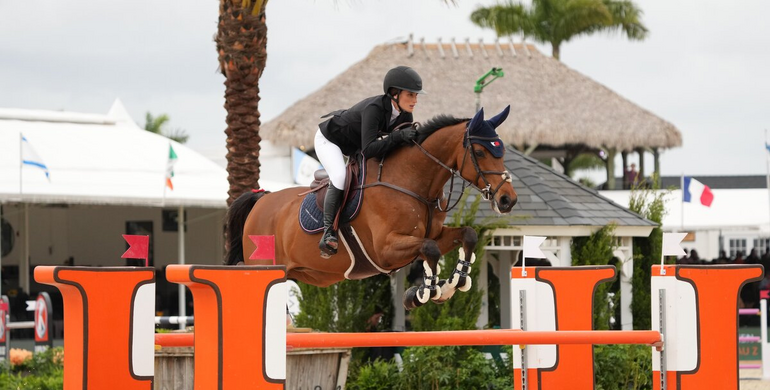 Extra Horses: Quality label with over 80% of horses excelling in show jumping!