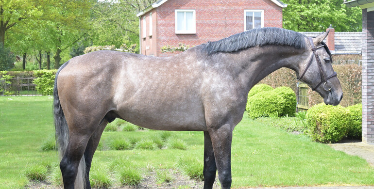 Huge variety in May auction of Dutch Horse Trading