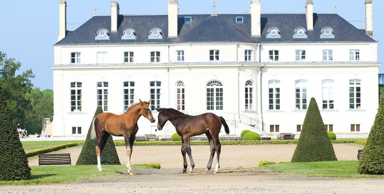 Haras de Hus, total sale of the herd on June 11!