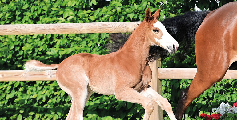 Oldenburg Foal Auction: Unmatched internationality!