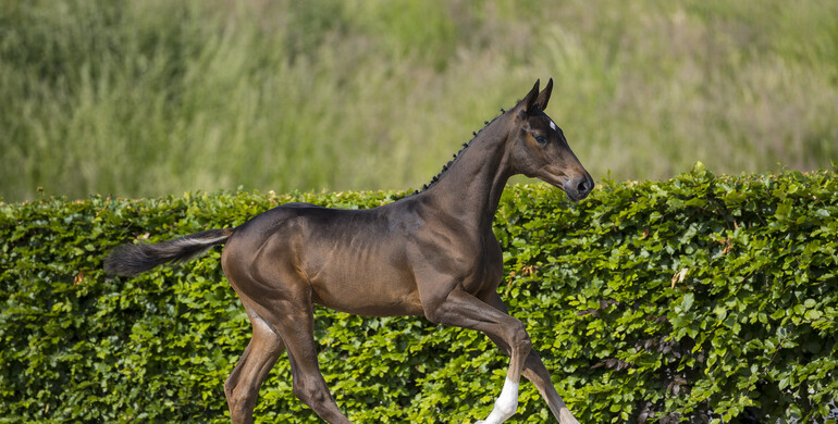 Prinsjesdag launches exclusive foal auction at CSI Houten