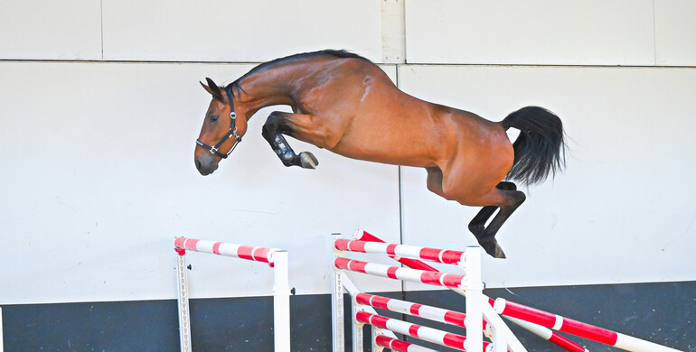 Competitive horses and talented prospects in June collection of Dutch Horse Trading