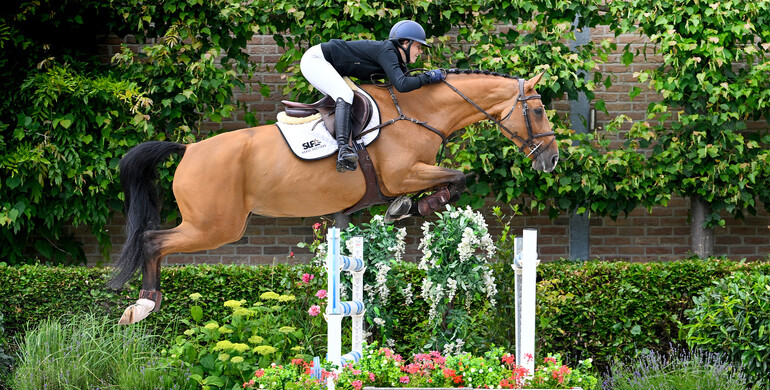 SLF Horse Auction expands to four collections of superb quality horses & foals!