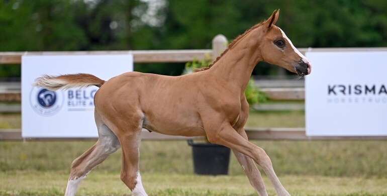 Olympic hopes gathered in first Belgian Elite Auction of the year!