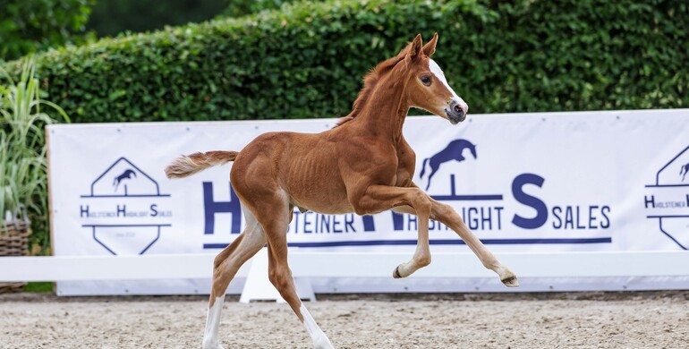 High-end Holsteiner genes and quality: 4th Foal Auction at the Hörup Springflut Festival