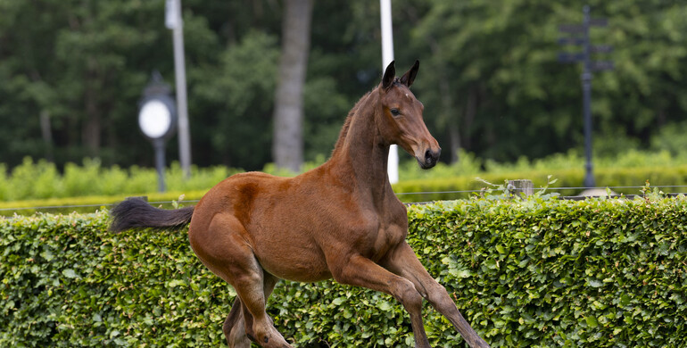 21 super talented foals will be auctioned in the De Wolden Summer Sale