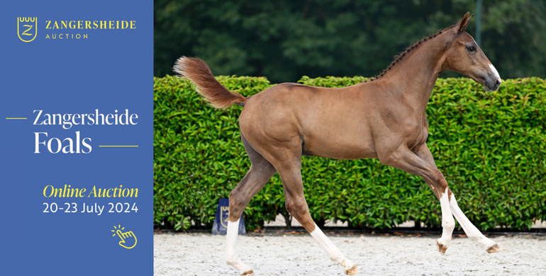 Zangersheide commences the foal auction season and presents a captivating collection with Olympic flair!