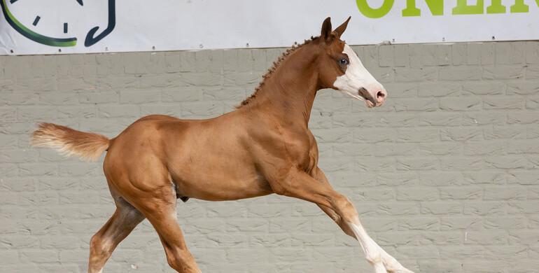 Exclusive auction: High-quality show jumping foals from elite bloodlines