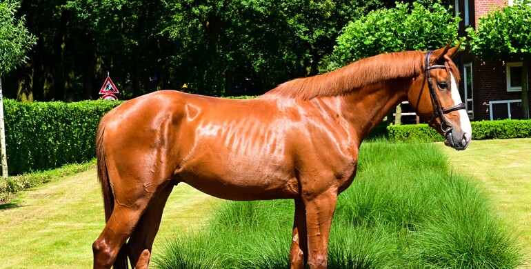 Many experienced competition horses in July collection of Dutch Horse Trading