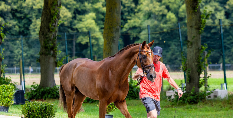 89 of 90 horses accepted at the second horse inspection at the 2024 Olympic Games