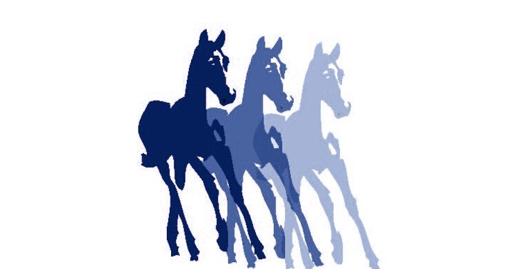 Advertisement; QUALITY IS THE MAGIC WORD - Belgian Warmblood Foal Auction final selection